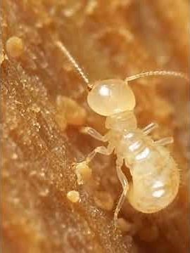 Worker Termite: This Causes all the Damage. #termitecontrol #termites