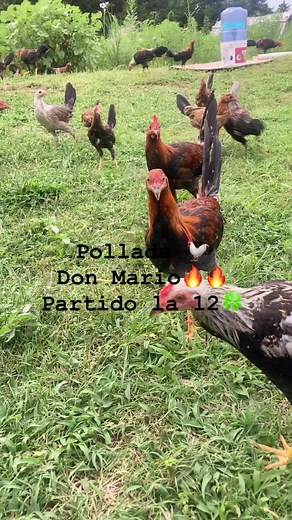 Roberto Fernandez on Reels