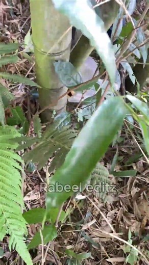 #shorts #ytshorts #farming #agriculture #rabeeleditz