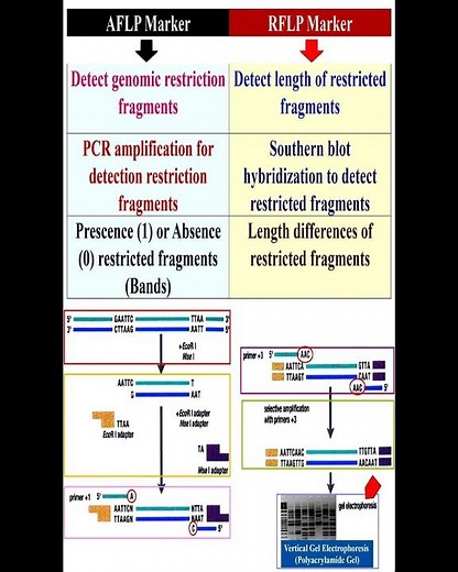AFLP Marker and RFLP Marker #geneticteacher