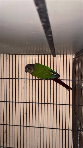 Understanding Conure Egg Fertility Issues