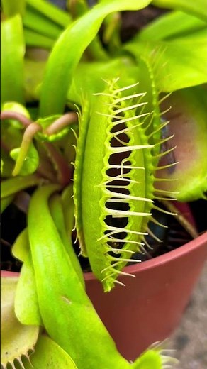 Venus fly trap plant eating insect alive 🪴💚