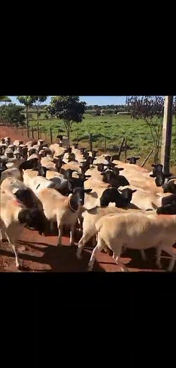 °°Pure Dopers with very good price , Dorper sheep available ✓3-5 months old @7,500 ✓7-8months old @10,000 ✓10months old @12,500 ✓Female @15,500 ready pregnant ✓Pregnant twins/Triplets@25000 #farmlife #ReelsAgro #agriculture #videoviralシ | Delamere Farm Naivasha