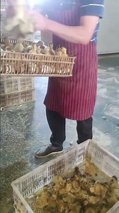 #duck #farmer #duckfarming #factory #animals #shorts