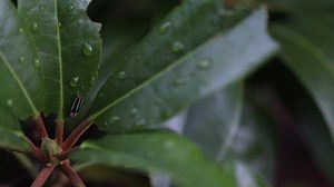 Love to watch fireflies? Anyone in North America can help scientists map their population with Firefly Watch! All you need to do is spend at least 10 minutes once a week during firefly season observing fireflies in one location (like your backyard or in a nearby field). All firefly sightings—or lack thereof—are valuable! Check it out 👉 https://www.massaudubon.org/get-involved/community-science/firefly-watch | Mass Audubon