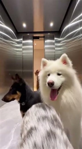 🐶🐱 Dog Chases Cats… Epic Backyard Race Unfolds #pets #funnyanimals #catvsdog