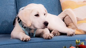 Everything you need to know about This Morning's autism support dog Buddy!