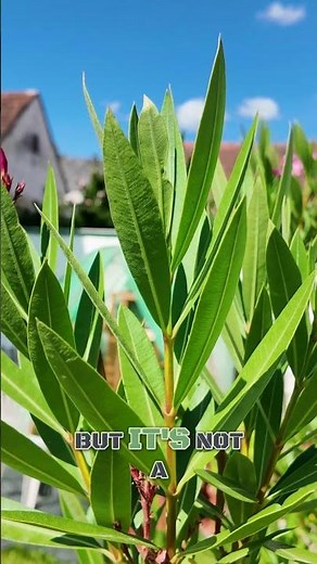 Oleander: The Toxic Plant That Survived Hiroshima & Became a Symbol!
