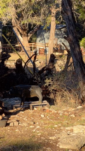 Getting the new G5 broadheads dialed…