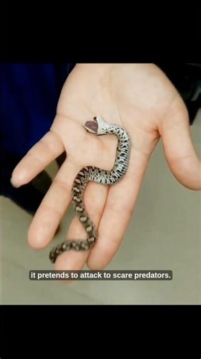 The Most Dramatic Snake on Earth 🤯 | Hognose Snake Plays Dead
