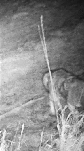 Videoed a coyote getting caught in my trap