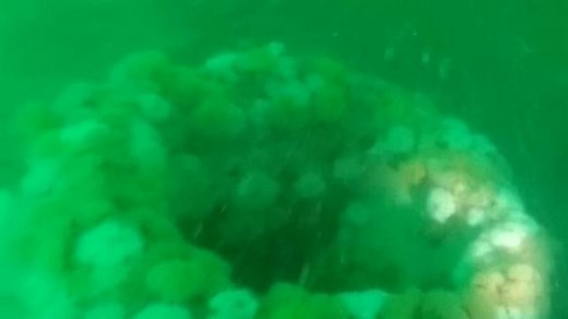 'Ghost fleet' of sunken warships declared a national marine sanctuary