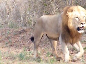 Beautiful male lion. | Happy