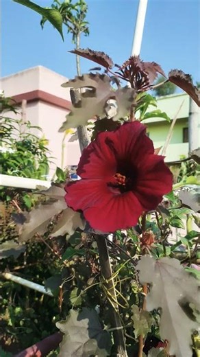 March 27..... Verity Colour #Hibiscus Flowers 🌺🌺 In My Terrace Garden Natural Beautiful Memories ❤️😻