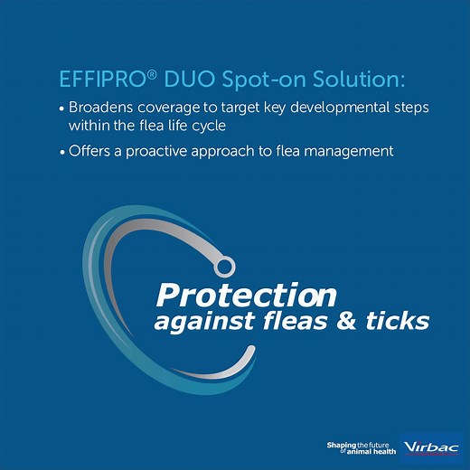 Protect pets from fleas and ticks, and perpetuating flea infestationss. Effipro Duo Spot-on solution provides optimal and convenient flea and tick protection for cats and dogs as well as a long-lasting protection against developing flea eggs in the environment. Effipro Duo is available from your local vet or online vet store. For more information visit bit.ly/23012023 #Virbac #tickandfleatreatment #loveyourpets #animalhealth | Virbac
