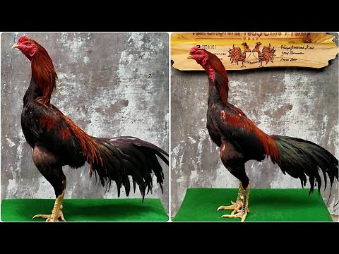AYAM BANGKOK PAKHOY || CIRI-CIRI AYAM BANGKOK PAKHOY