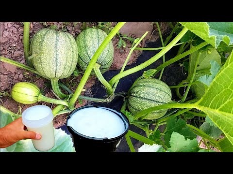 Milk Fertilizer For Pumpkin Plants | How To Fertilize Pumpkin Plants For Maximum Yield
