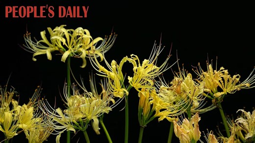 7.5K views · 188 reactions | Watch spider lilies burst into the full glory of autumn, with yellow, orange, and pink #flowers lighting up the scene! | People's Daily, China | Facebook
