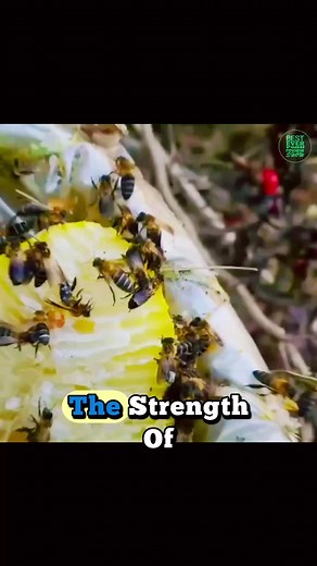 Exploring the Potent Effects of Mad Honey in Nepal