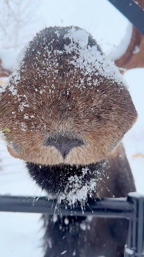 Eland is enjoying a big snow day 🫎❄️ 🎥 Jane Thompson #elandthemoose | Alaska Wildlife Conservation Center