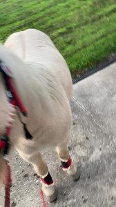 4.1K views · 126 reactions | His record was a week of freedom. We had to hang a sign on the property gate warning visitors of the presence of a feral mini horse 臘‍♀️Tack from www.punkponies.com | Punk Ponies Tack Shop | Facebook