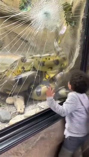 [TERRIFYING MOMENT] Giant Anaconda SMASHES Glass! Safety Barrier SHATTERS, Crowd Screams and Runs!