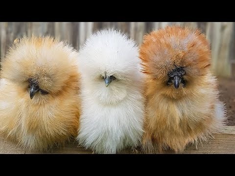 Galinha Sedosa - História, variedades e características