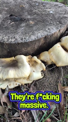 MORE Mushrooms in a Tree Stump 🍄🍄🍄
