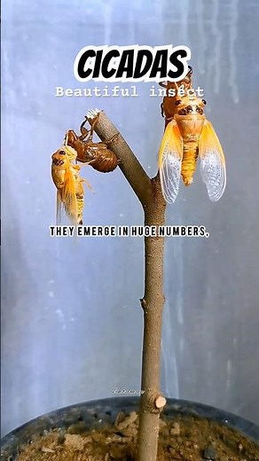 Ciacada Life | #insect #cicada