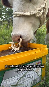 8.7K views · 7.6K reactions | Super Farm Land le-a trimis un pachet folositor fetelor: Mineral de lins Super Feed 22.5 kg Capastru impletit pentru vaci Sare cu minerale Equisal impotriva mustelor Lanturi pentru sisteme de legat #gifted #nobinedeci #viatalatara #offgrid #romania #animale #ferma | Vraja din Deal | Facebook