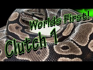 Clutch 1 WORLD’S FIRST BANG! (Ball Python)