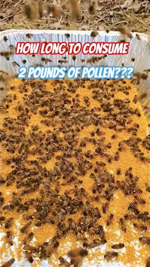 HOW LONG DID IT TAKE THE BEES??? #beekeeping #HONEYBEES #POLLEN #FEEDINGBEESPOLLEN #BEES