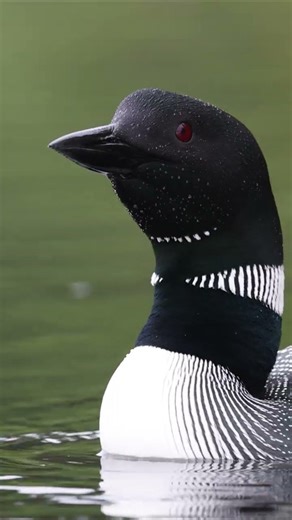 Loon calls