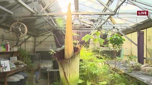 Giant corpse flower blooms at Roseville High School greenhouse