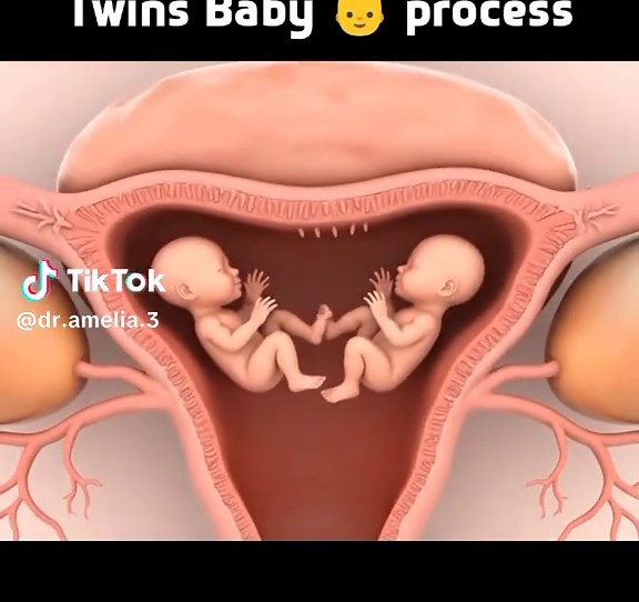 Understanding the Twin Baby Development Process