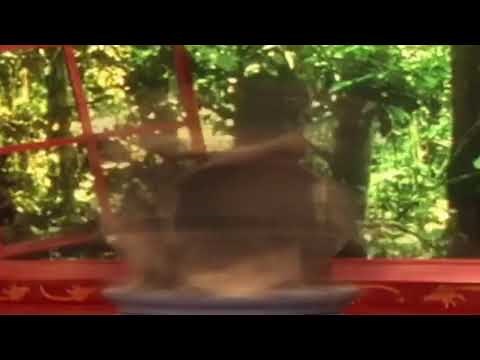 Zoboomafoo - Zoboo getting very very sick from spinning so fast