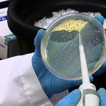 Video: Rapid Assembly of Multi-Gene Constructs using Modular Golden Gate Cloning