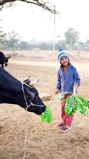 Mansi ne cow 🐄 ko radish 🥕 khilaya #shorts #cow #animals #emotional