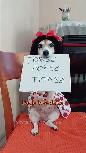 The poop song 😂 #merybijouesciarpina #comedy #parody #jackrussell