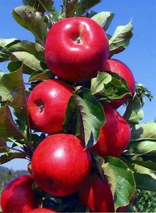 Tasty Red™ Urban™ Apple Tree from Stark Bro’s