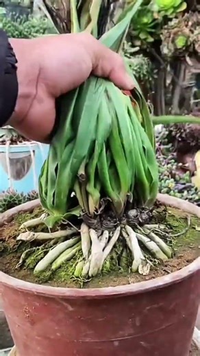 A leek that is being cut neatly using sharp scissors