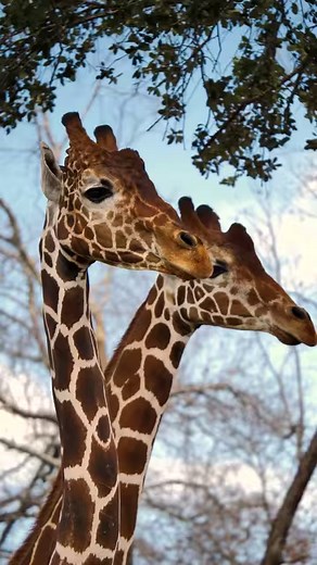 25K views · 231 reactions | Las estrellas de Ponderosa 漣 | Ponderosa Adventure Park | Facebook