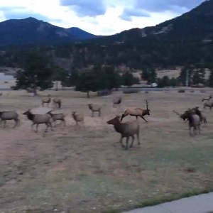 11K views · 591 reactions | Two Bull Elk's going at it in the Stanley ground - video courtesy to Graham Watson #elk #estespark #thestanleyhotel | The Stanley Hotel | Facebook