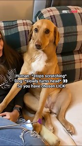 3.3K views · 37 reactions | Dog's hilarious reaction after owner stopped scratching her with back scratcher #viralsnare #dogsoftiktok #viraldog #funnydogvideos | ViralSnare | Facebook