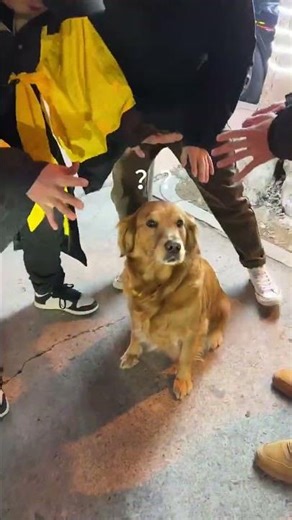 Are dogs considered evil 😡😡😡#funny pets #funny dog #funnyvideo #shorts