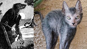 1.1M views · 24K reactions | Some people find the Lykoi cat, more commonly known as the "werewolf" or wolf cat, to be a BIT unsettling, if not downright scary, but the truth is...‍  | Cheezburger | Facebook