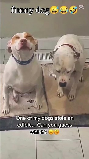 funny dog #dog #animal #funny #cute