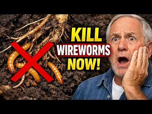 How To Get Rid Of Wireworms Once And For All (Before They Destroy Your Harvest!)