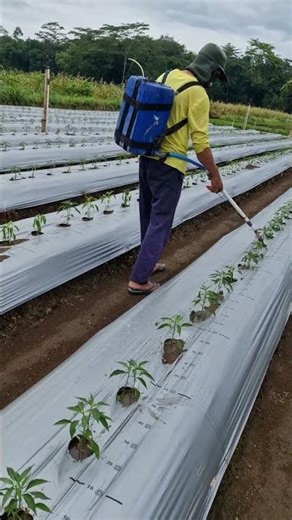 The process of installing plant supports with unique tools-Agriculture farming #shorts