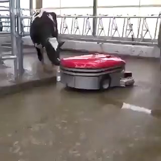 Robotics is no bullshit! 💩I mean it, just look at these barn cleaning robots.Lely Discovery Collector uses clever suction technology to manage manure on farms.Cows are happier and healthier when barns are cleaner, producing better milk.In this way, farmers can have a more hygienic farm. 🐄Furthermore, it shows us how much agriculture can be automated, and how farms and barns can benefit from the robotics progress.Using robotics in farming promotes sustainability and a better future for everyone